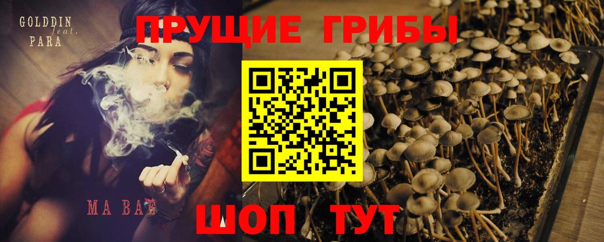 Гусев  Псилоцибиновые грибы Cubensis  Вход с VPN 